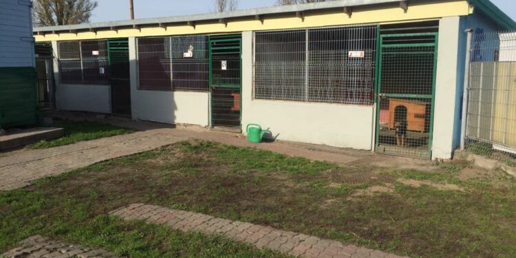 Do schroniska od poniedziałku