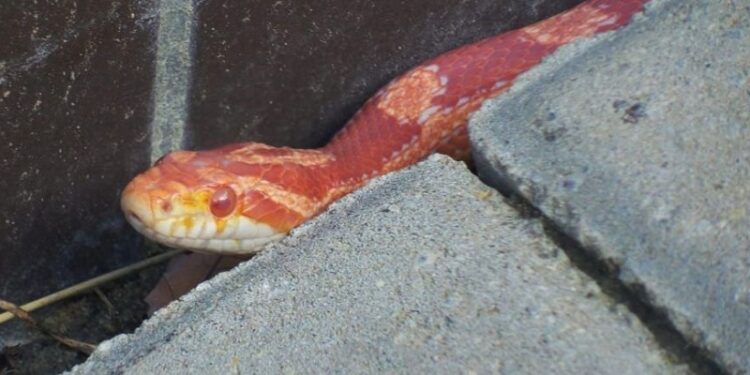 Wąż-uciekinier na Osiedlu Europejskim