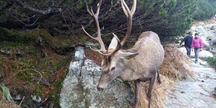 Na drodze do mistrzowskiej formy spotkali…jelenia