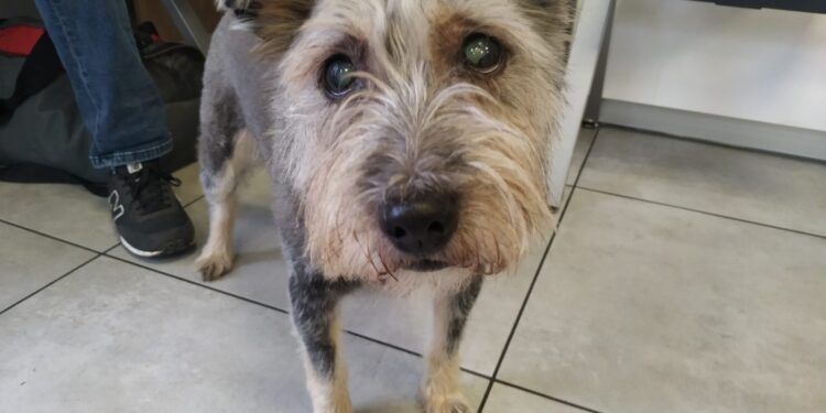 autor: Piotr Wiśniewski