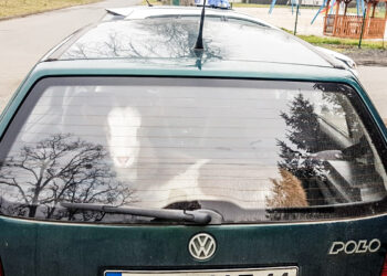 Spośród zatrzymanej trójki, tylko koza Frania miała czyste konto