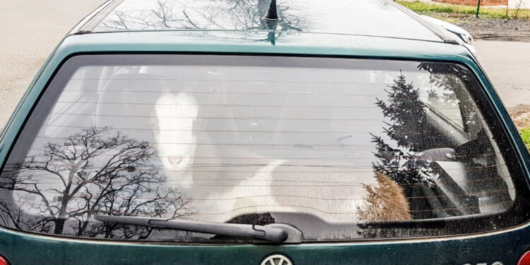 Spośród zatrzymanej trójki, tylko koza Frania miała czyste konto