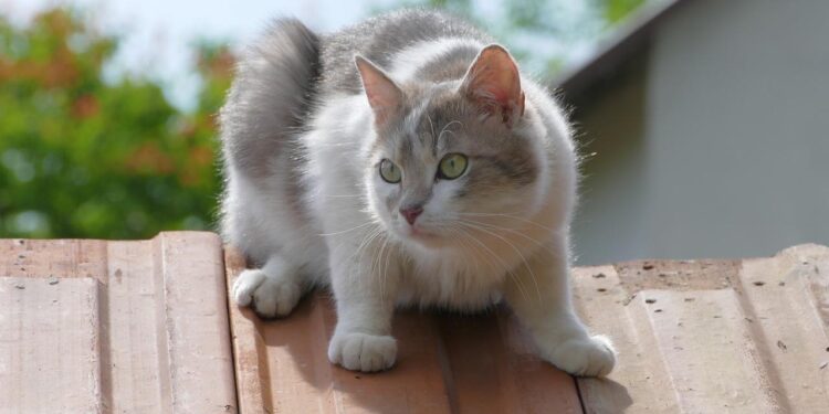 Budki dla bezdomnych kotów staną na osiedlach