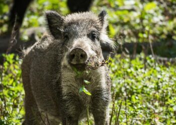 Polska liczy na wsparcie Niemców w walce z ASF
