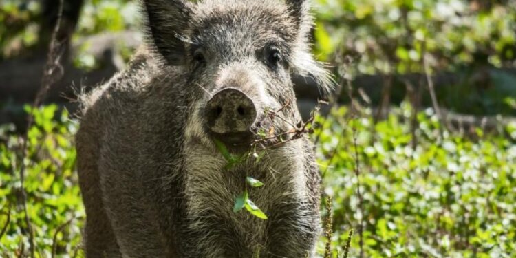 Polska liczy na wsparcie Niemców w walce z ASF