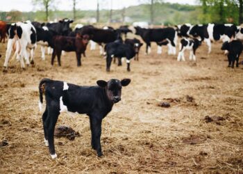 „Wolne krowy” trafią do prywatnego właściciela