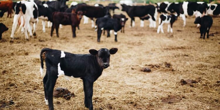 „Wolne krowy” trafią do prywatnego właściciela