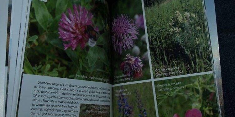 Przewodnik po rezerwacie Gorzowskie Murawy