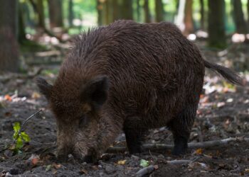 W mieście rozpoczyna się odstrzał dzików