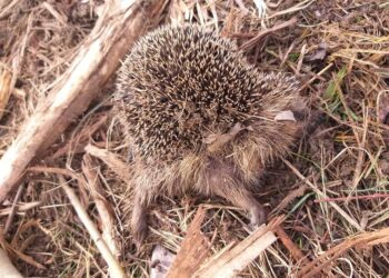 Po wykarczowaniu działki mieszkańcy znaleźli zabite jeże
