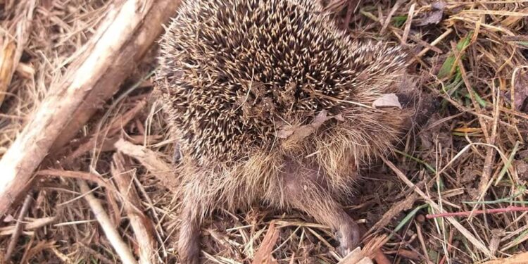 Po wykarczowaniu działki mieszkańcy znaleźli zabite jeże