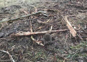 KO o funduszach na onkologię