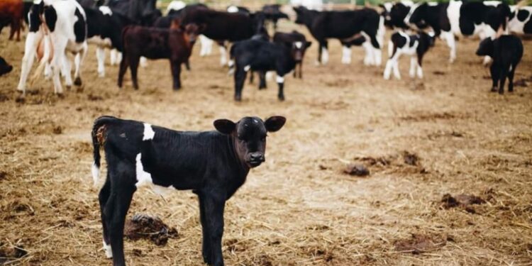 „Dzikie” krowy z Deszczna znalazły azyl