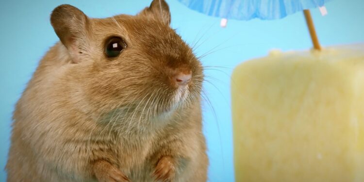 Badanie SW Research: Polacy lubią chomikować