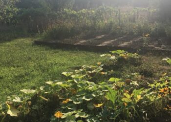 Ogródki działkowe na wagę złota