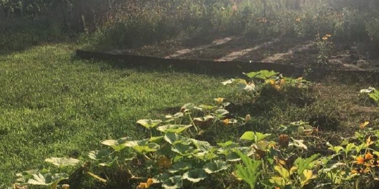 Ogródki działkowe na wagę złota