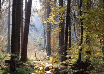 Na razie bez zakazu wstępu do okolicznych lasów