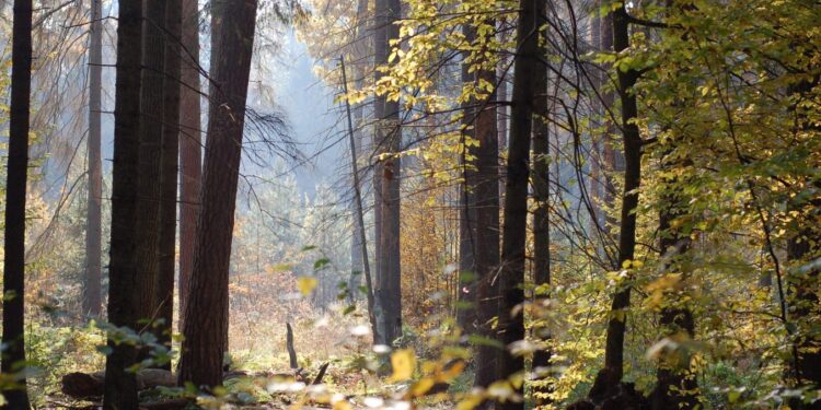 Na razie bez zakazu wstępu do okolicznych lasów