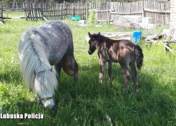 Policjanci zatrzymali koniokrada