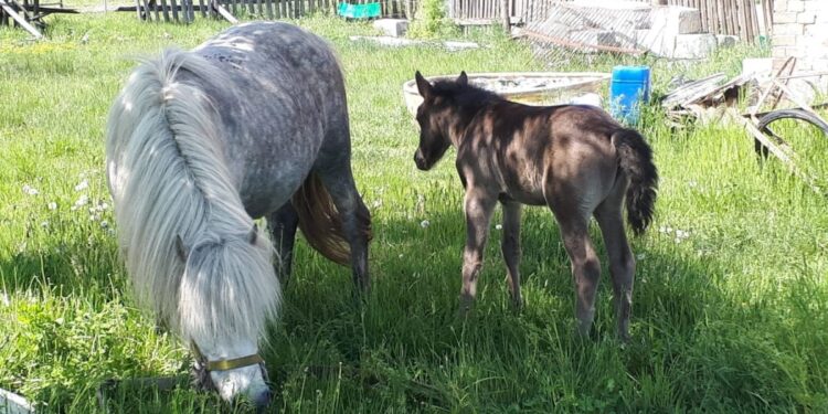 Policjanci zatrzymali koniokrada