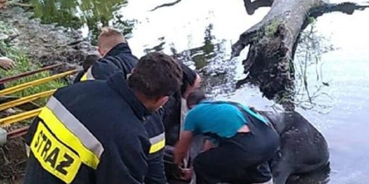 Strażacy uratowali tonącego konia