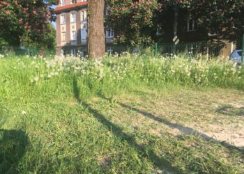 Nowe zasady utrzymania miejskiej zieleni