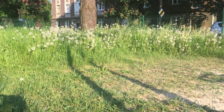Nowe zasady utrzymania miejskiej zieleni