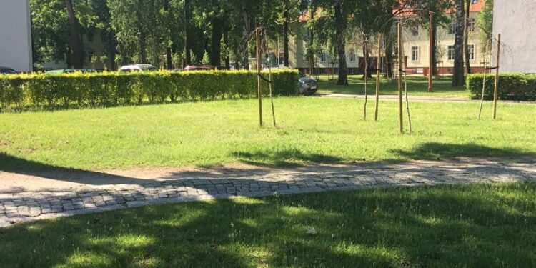 Kosić trawy czy tworzyć łąki?