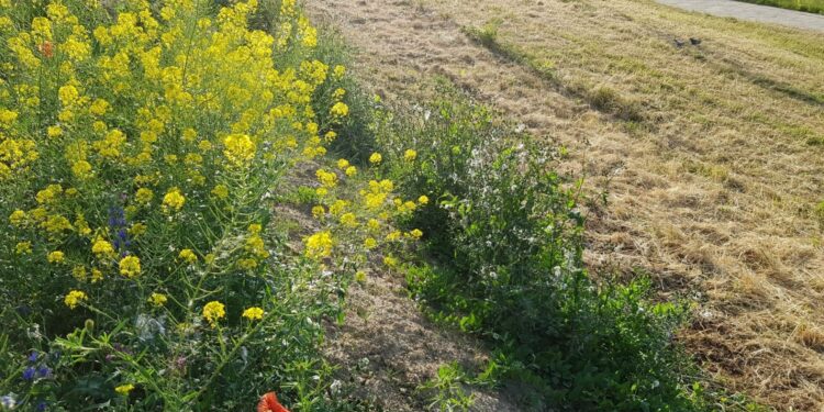 Miasto zarasta i dobrze?