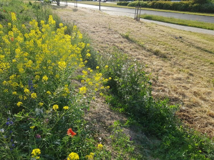 Miasto zarasta i dobrze?