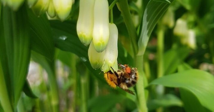 Pszczoły w kłodawskich lasach