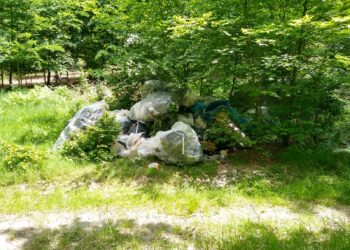 Zaśmiecamy lasy na potęgę