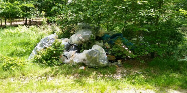 Zaśmiecamy lasy na potęgę