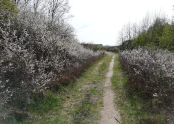 Owce zadbają o porządek na Gorzowskich Murawach