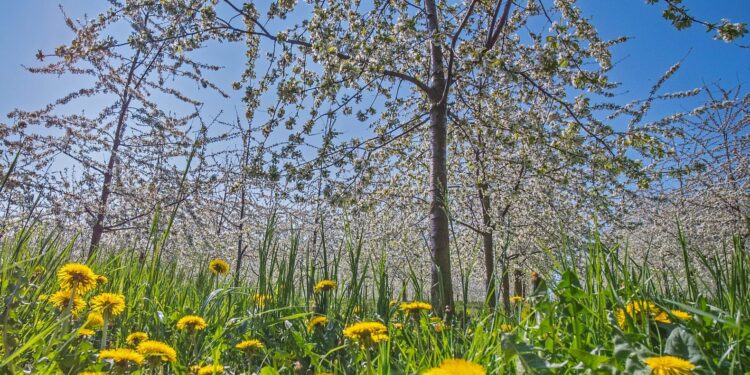 Łąki kwietne przy szpitalu wojewódzkim