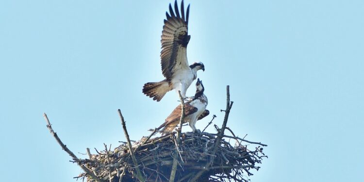 Rekordowa liczba młodych rybołowów opuściła w tym roku gniazda