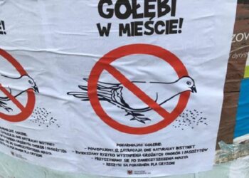 Strażnicy apelują: nie dokarmiajcie gołębi