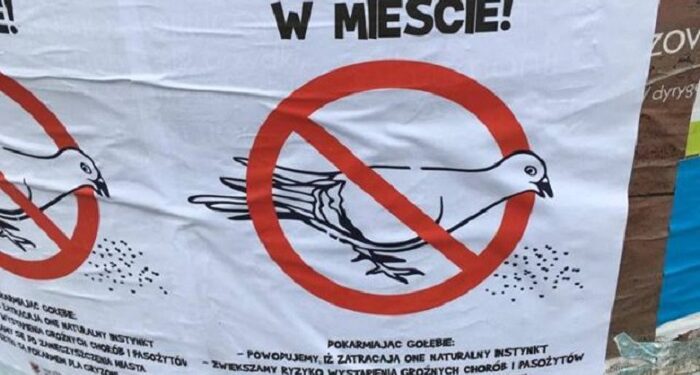 Strażnicy apelują: nie dokarmiajcie gołębi