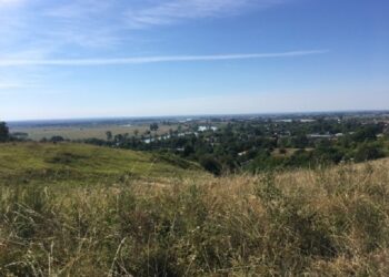 Jak się żyje owcom na „Gorzowskich Murawach”?