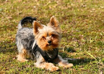 Został wyproszony z autobusu bo york nie miał kagańca