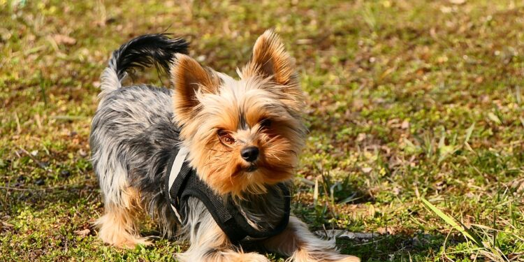 Został wyproszony z autobusu bo york nie miał kagańca