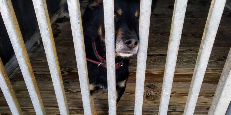 „Azorki” czekają na tymczasowe domy