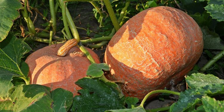 Jesień na gorzowskich działkach