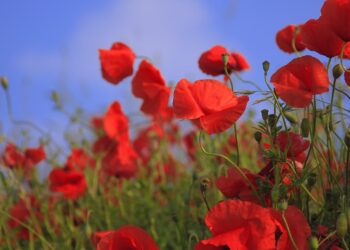 Łąki kwietne jednak jesienią?