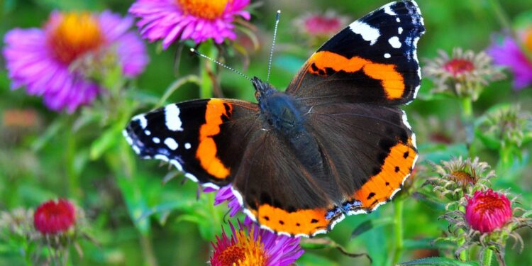 Motyle w lubuskich parkach krajobrazowych – nowy atlas