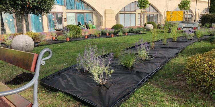 Nowe nasadzenia na bulwarze