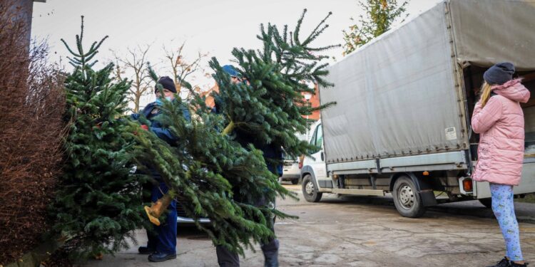 Choinki pojechały do ośrodków opiekuńczych