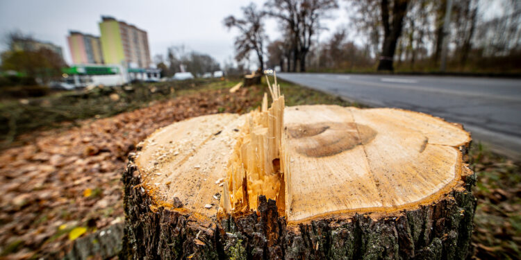 Wielka wycinka drzew [ZDJĘCIA]