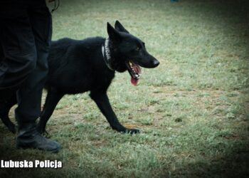 Policyjny pies pomógł odnaleźć 86-latka