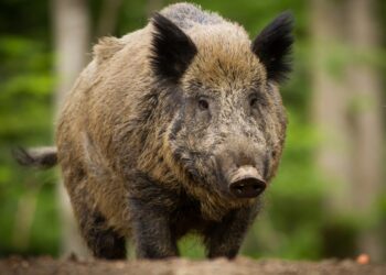 Dziki wbiegły w bawiące się dzieci
